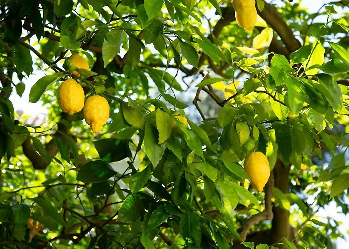 Donna Elisa * Сорренто