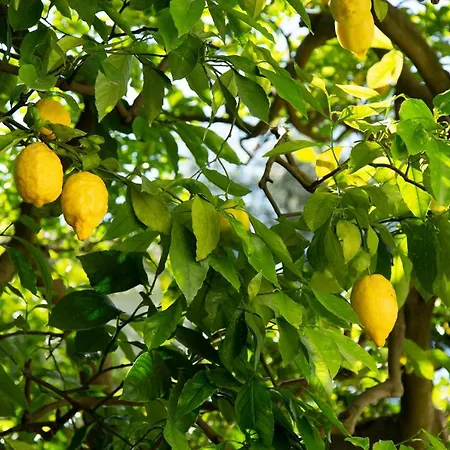 Donna Elisa * Sorrento